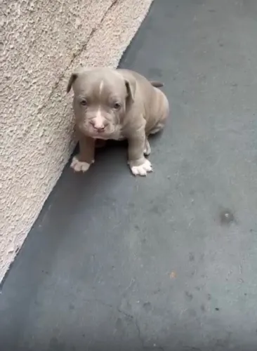 Vende se cachorro pitbull, fêmea