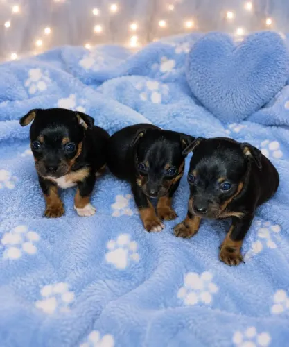 Machinho Pinscher