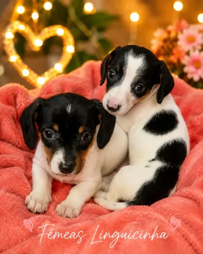 Dachshund 