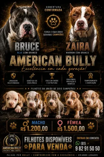 American Bully - ótima linhagem