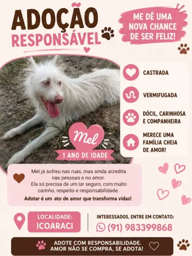 Adoção de cachorrinha 