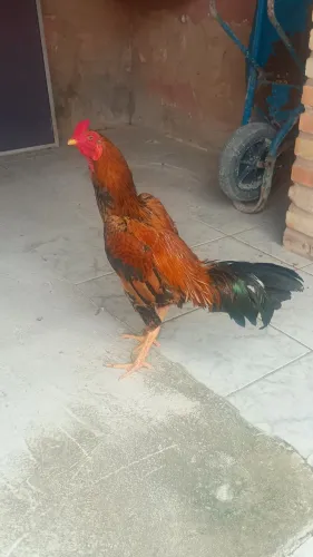 Galo mura