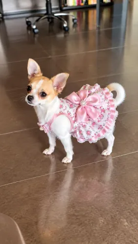 Chihuahua fêmea 