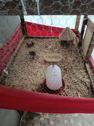 Vendo codornas gigantes e chinesa