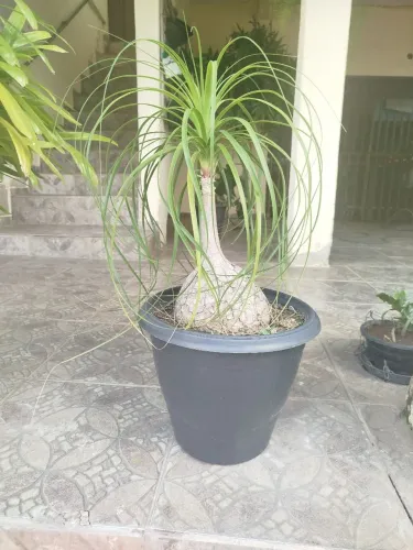 Pata de elefante ornamental