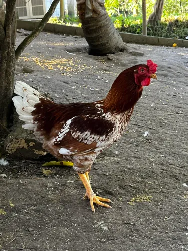 Galo caipira 