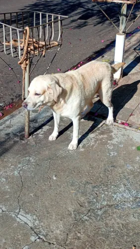 Doação labrador macho