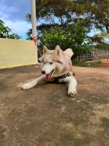 Husky siberiano macho