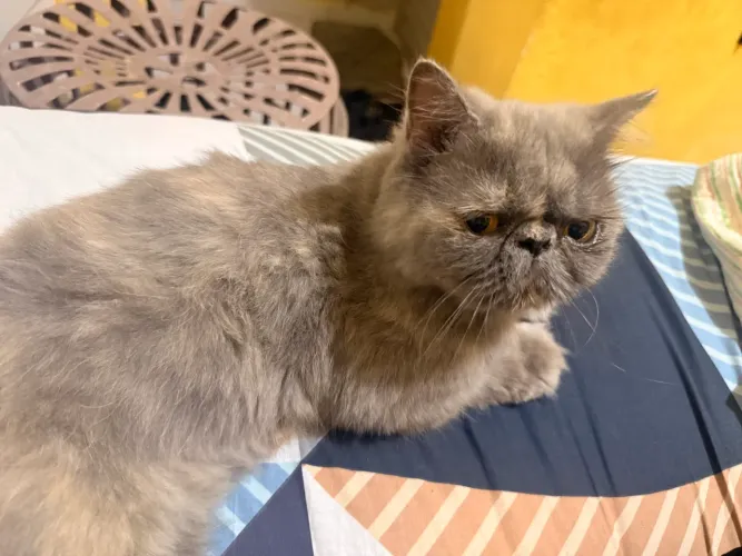 Persa American Shorthair