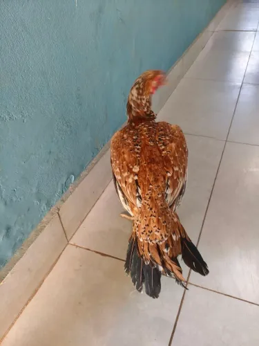 Galinha india pintada 