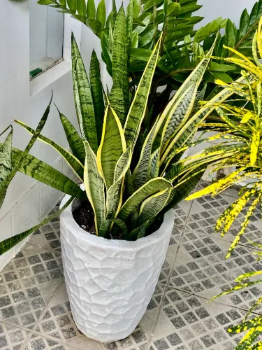 Lindas espadas de São Jorge