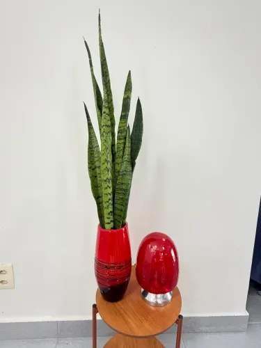 Decoração vaso planta objeto decorativo