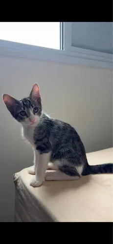 Doação Responsável - Doação Gato Macho Amoroso