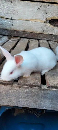 Animais