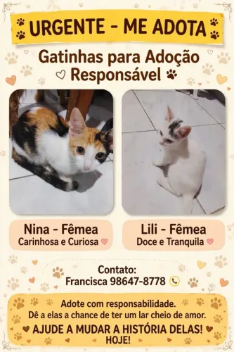 Gatos amáveis pra adoção responsável