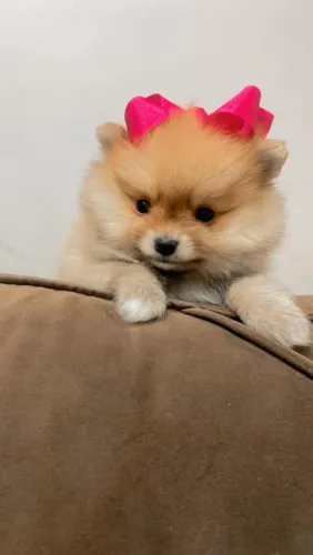 Lindinha Lulu femea no precinho