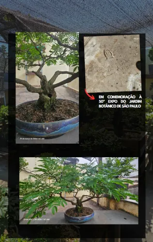 Bonsai Calliandra haematocephala Vaso Onodera 50 Expo Jardim Botânico