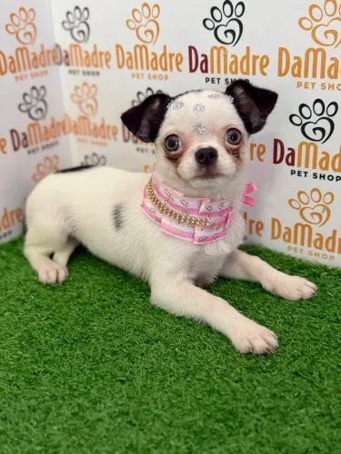Chihuahua fêmea