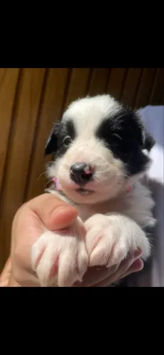 Fofuras de bebês