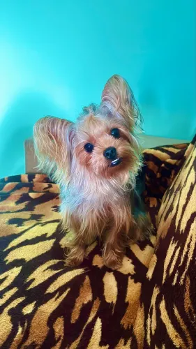 Cadela yorkshire fêmea pra cruzar 
