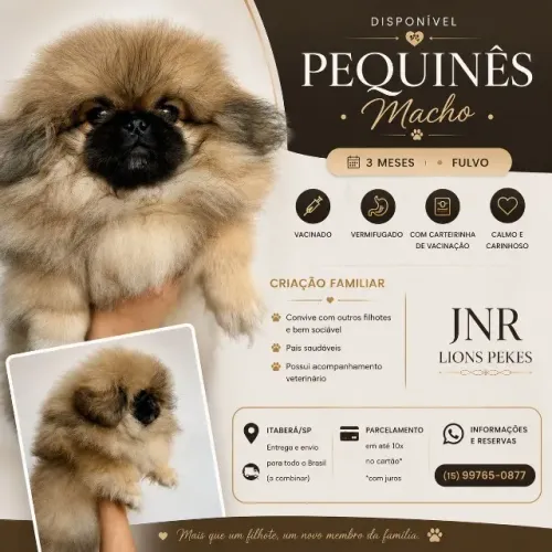 FILHOTES DE PEQUINÊS COM EXCELENTE QUALIDADE!