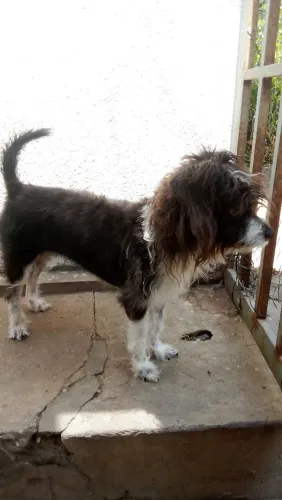 Doação de cachorrinha 