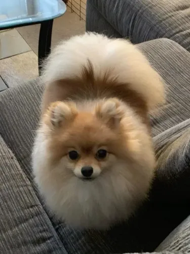 ? Vende-se Lulu da Pomerânia (Spitz Alemão Anão) - Fêmea ?