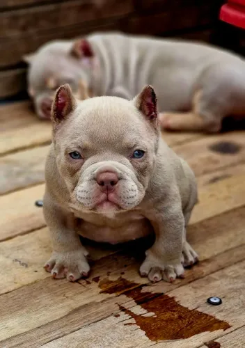 American Bully