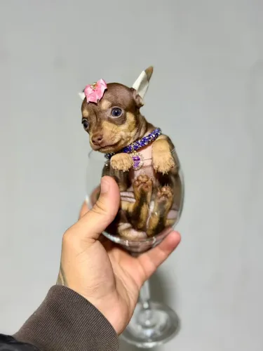 Pinscher fêmea com 60 dias 