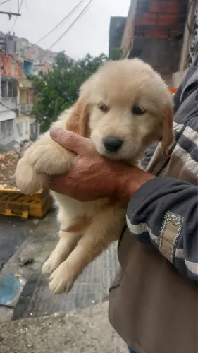 Golden Retriever - Carinho e Elegância em Quatro Patas