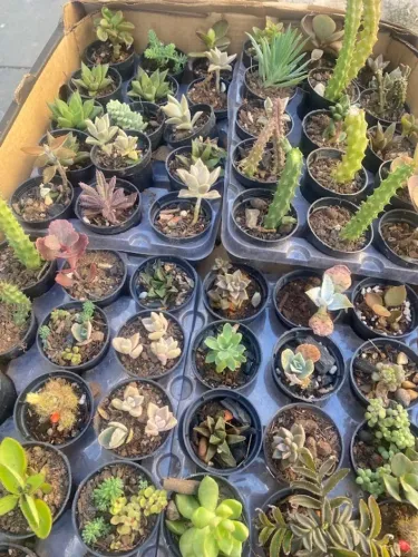Mini suculentas lembrancinha