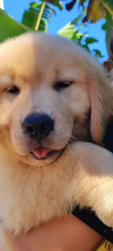 Bebês Golden Retriever disponível para reserva