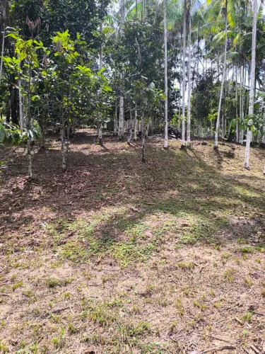 Sítio no Km 38 - Estrada de Novo Airão 