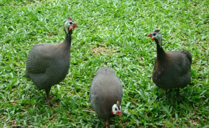 Guiné galinha da Angola