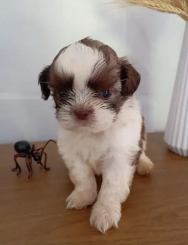 Shih Tzu Pet procurando seu próximo cantinho