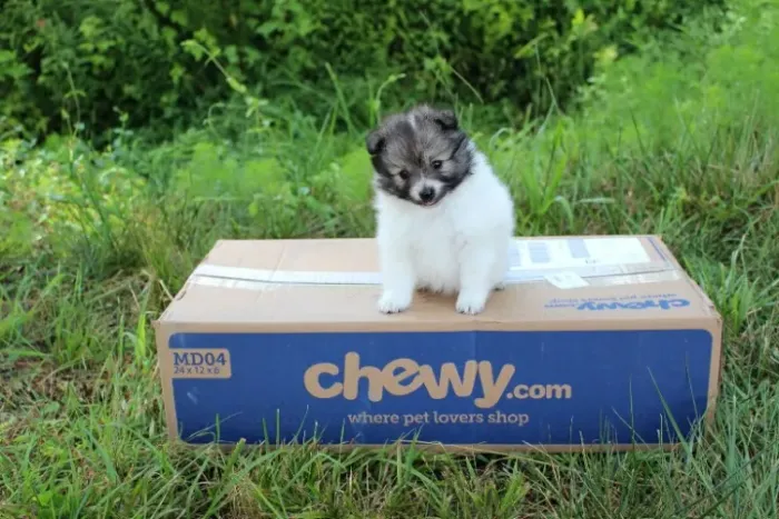 Filhotes de Spitz Alemão | Um pet cheio de doçura