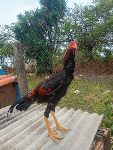Frango índio