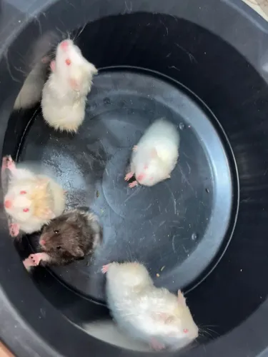 Hamsters