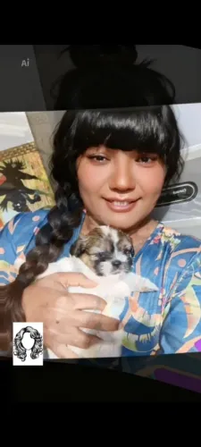 Shitzu mini