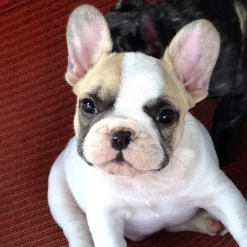 Bulldogue Francês - Um Cachorro Que Adora Está Perto Da Família