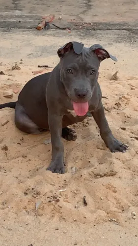 Vendo PIT MONSTER 