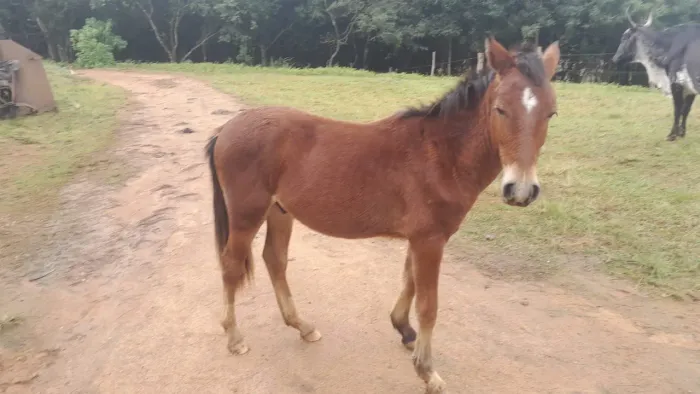 Vendo cavalinho ou troco Ac galinhas poedeiras frangos.