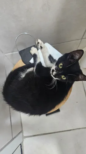Adoção gatinha frajola