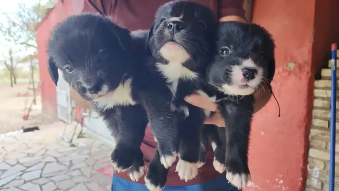 Filhote Border Collie e Golden