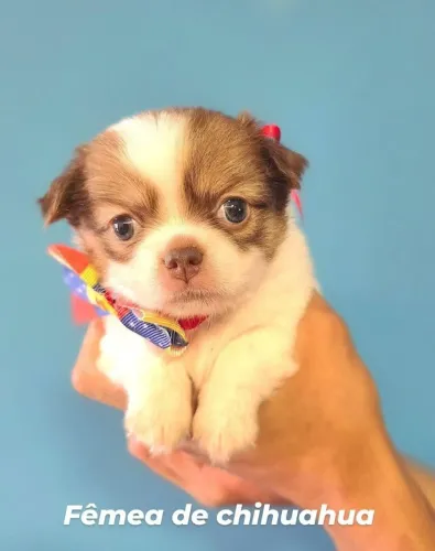 Chihuahua