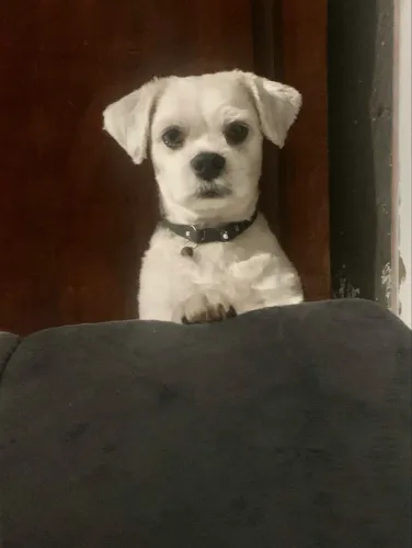 Doação de Shih Tzu 