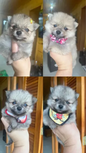 Animais 