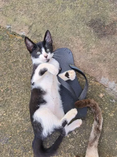 GATINHOS FOFOS PARA DOAÇÃO