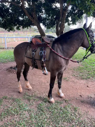 Vendo cavalo