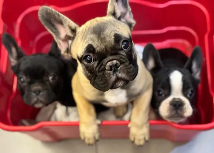 FILHOTES BULDOGUE FRANCÊS